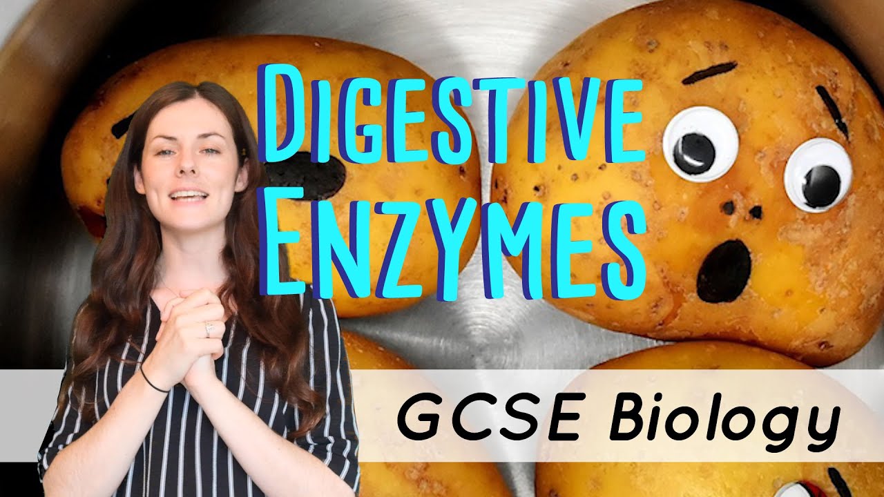 DIGESTIVE ENZYMES GCSE Biology 91 Combined Sci (Revision & Qs) YouTube