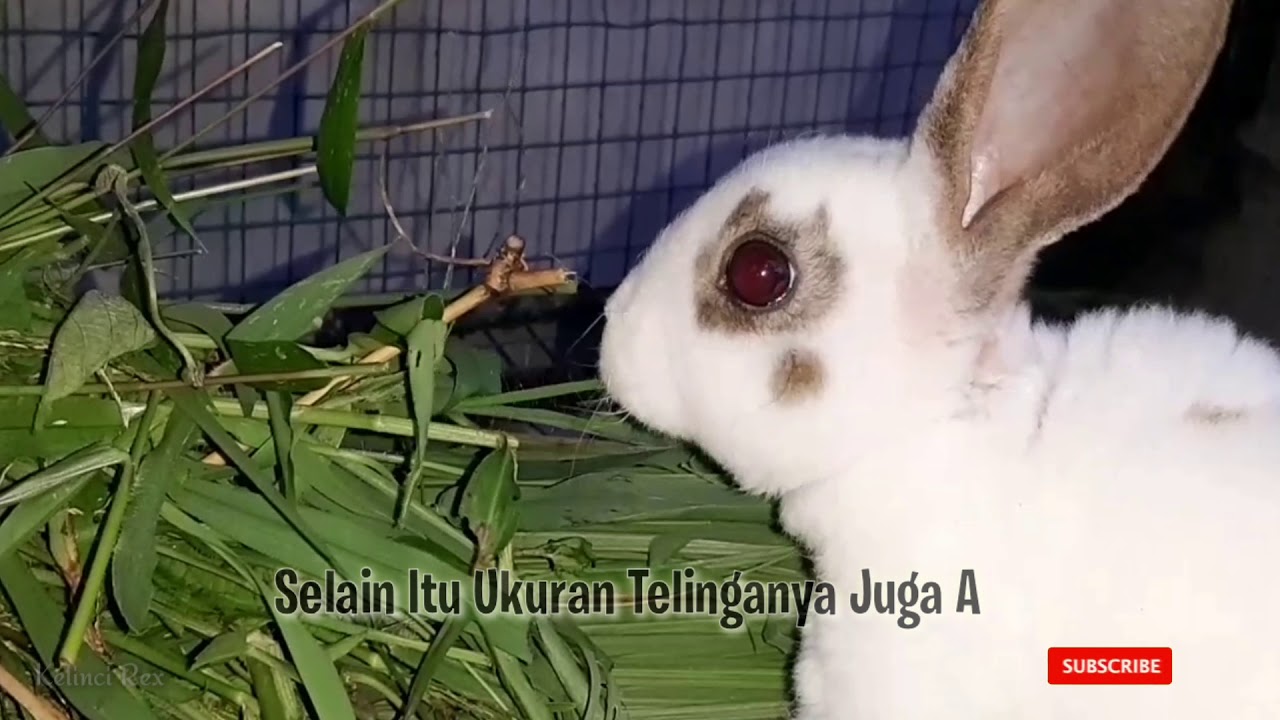  Ciri Ciri Kelinci  Rex Dari Bentuk Fisik YouTube