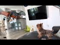 Yorkies react to velociraptor “Beta”