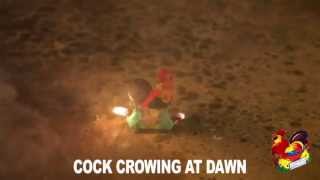 COCK CROWING AT DAWN