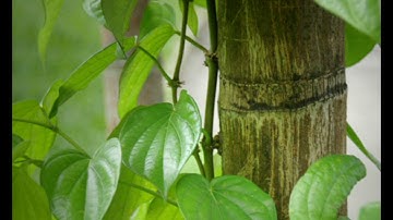 Vọng Cổ - Lá Trầu Xanh - Nghệ sĩ Yến Thu