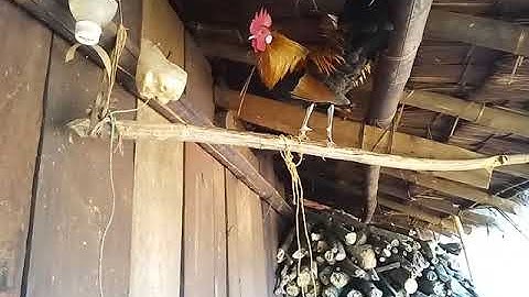 qaib dib qua zoo cuab tuaj zoo 2020