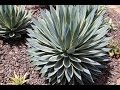 Variegated Agaves in Hybridizer Kelly Griffin's Garden