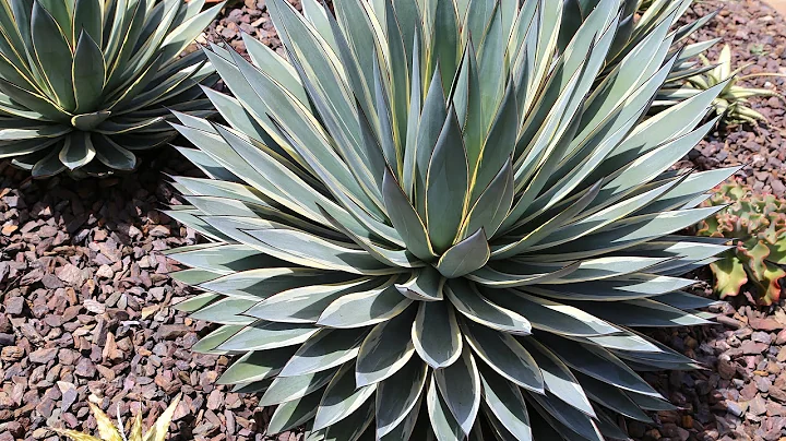 Variegated Agaves in Hybridizer Kelly Griffin's Ga...