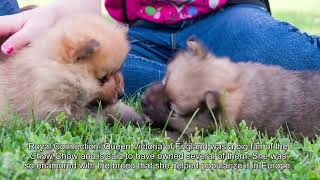 Unleashing the Secrets: Fascinating Facts and Curiosities about the Adorable Chow Chow Breed! by Curiosity 189 views 9 months ago 6 minutes, 44 seconds