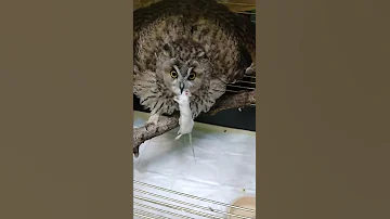 Кормление ушастой совы.