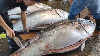 Three Over 400 kg Bluefin Tuna Superb and Fabulous Cutting Skills