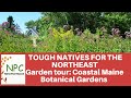 Tough natives for the northeast   coastal maine botanical gardens highlights plants for our gardens
