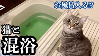 Take a bath with your cat.