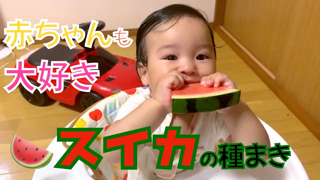 スイカ の観察日記その1 赤ちゃんも大好き スイカの種子をまいてみた Daichi Sowed Watermelon Seeds That Babies Love Youtube