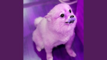 Groovy Ambience for Unwinding Doggo