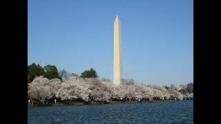 Cherry Blossom at Lincoln, 2nd World War, King, Korean War Memorial, Washington DC, March 28, 2024
