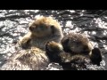 Sea otters milo and tanu holding paws