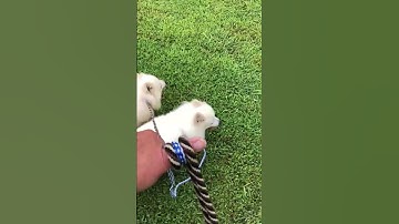 Three American Eskimos walking politely on leash