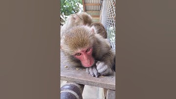 🙏🙏🙏🙏#hindisong #music #monkey #youtube #video #like #suscibe #comment ⏩⏩