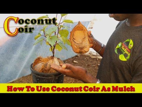 How To Use Coconut Coir As Mulch