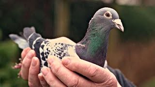 Самый дорогой голубь в мире ушел с молотка за €1,25 млн