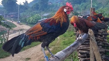 ncig saib qaib qus qaib dib ua kev lom zem ua si 30/9/2021.