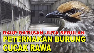 RAUP RATUSAN JUTA DARI PETERNAKAN BURUNG CUCAK RAWA