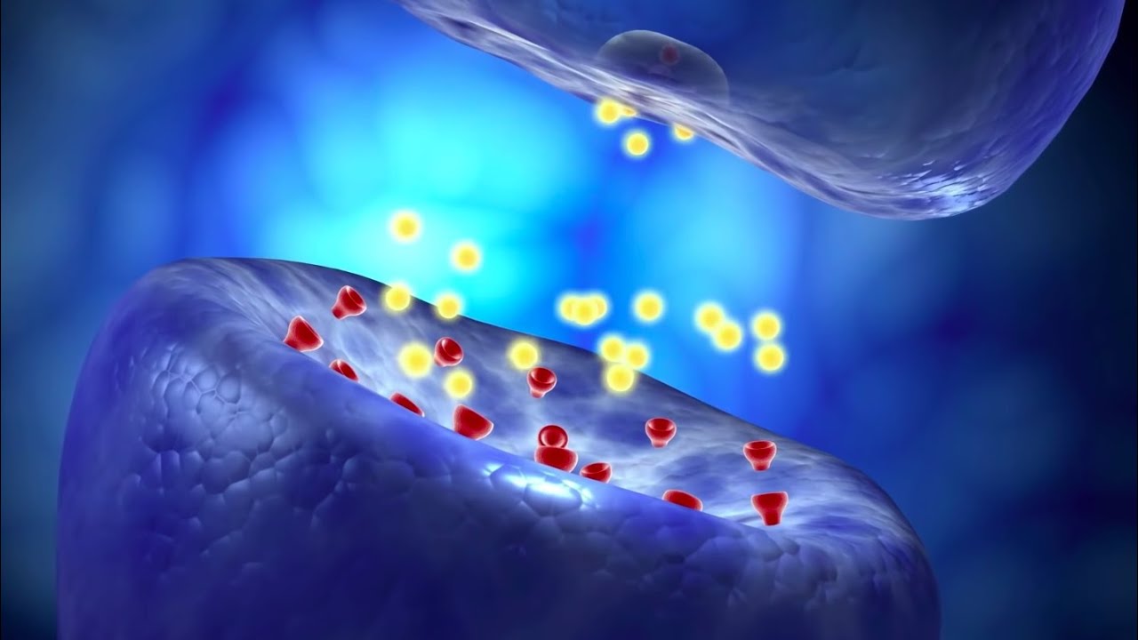 How Do Neurons Transmit Signals?