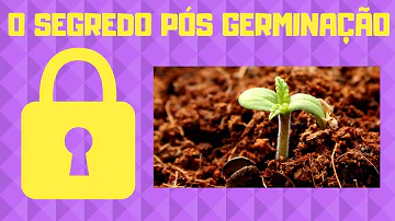 Como cuidar de broto?