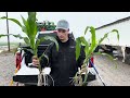 Field Day Plot Update: Comparing Grower's Standard Treatment to Concept AgriTek's Treatment