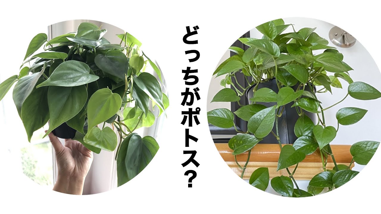 【B級品/大型観葉植物】ハートのダークグリーン葉が魅力♪オキシカルジウム10号①