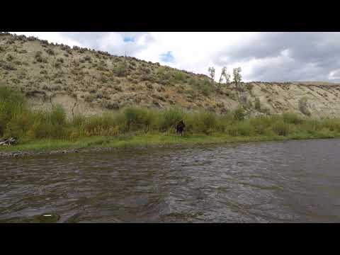 Moose Sighting while Fly Fishing the Green River near Jackson Hole, Wy