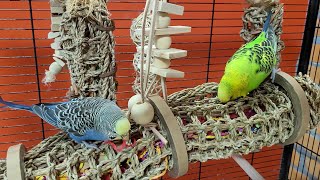 7 Hours Of Budgie Sounds For Relaxation