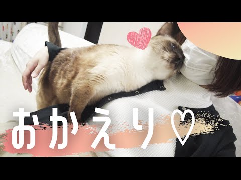 仕事終わりの飼い主にすりすり甘えて癒してくれる元野良の保護猫【シャム猫/シャムミックス】