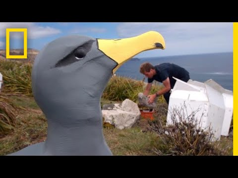 This Plan to Save a Rare Albatross From Extinction Just Might Work | National Geographic