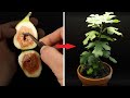 Fig tree growing from seed time lapse   145 days