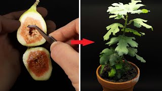 FIG TREE Growing From Seed TIME LAPSE  - 145 Days