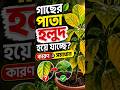 🍃 গাছের পাতা হলুদ?কারণ ও সহজ সমাধান 🌱✨#planttips #shorts #gardening #viralshorts