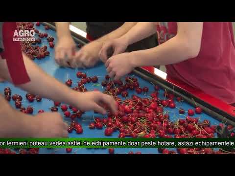 Video: Cultivarea Cireșelor Din Muguri