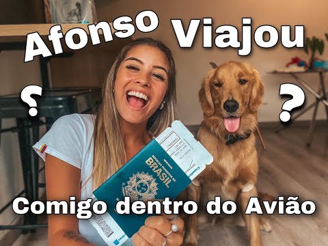 Vídeo: Onde os cães de assistência podem ir?