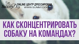 Концентрация внимания собаки на хозяине. Упражнение на внимание Концентрация внимания собаки на хозяине. Упражнение на внимание