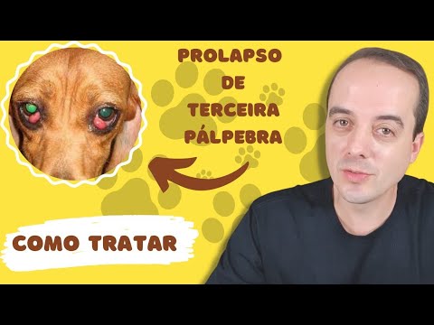 Vídeo: Por que a terceira pálpebra do meu cachorro está aparecendo?