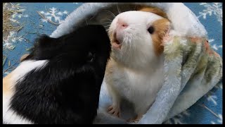 Guinea pigs fighting over tunnels