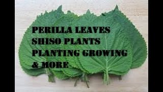 Perilla leaves  Shiso plants planting growing and more