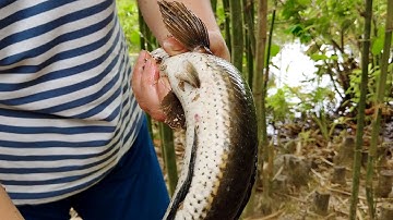 21 Cú Táp Định Mệnh - Câu Cá Lóc Bằng Vịt Con Với Những Pha Nhào Lộn Hấp Dẫn - Cá Mẹ Quá Dữ Luôn