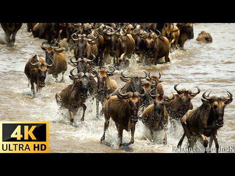 Our Planet African Wildlife Great Migration from the Serengeti to the Maasai Mara Kenya