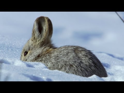 High Speed Rabbit Chase | North America