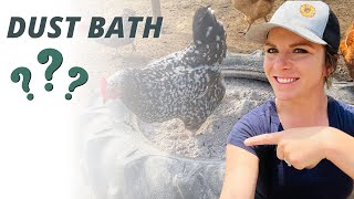 Your Most Common Chicken Dust Bath Questions  Answered!