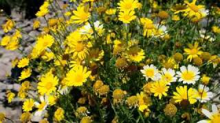 Download Lagu Kenny G-Spring Breeze MP3 Download Lagu Kenny G-Spring Breeze MP3