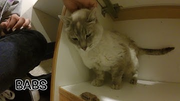 BABS - Featured on Comcast Xfinity at the Humane Society of Utah