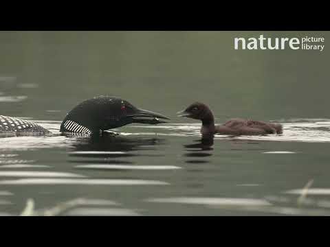 Tracking shot of Common loon feeding chick small fish, Maine, USA, July.