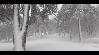 Sezen Aksu Kış Masalı Mustafa Süs