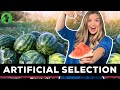 The Impact of Artificial Selection on Agriculture and Domestication