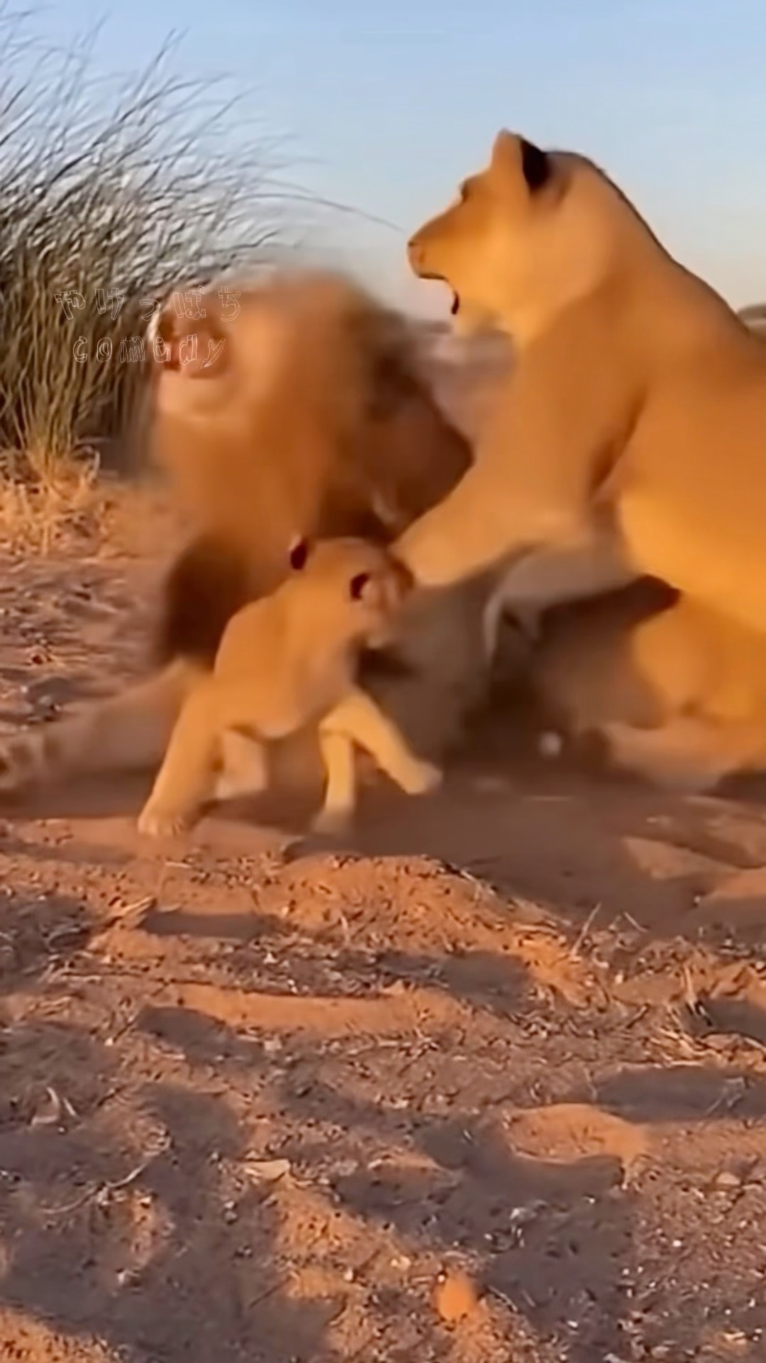 The Hated One] #lion #lion #voiceover #parenting #mother #shorts